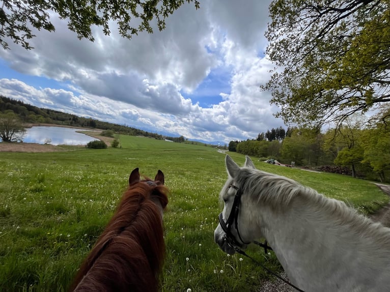 PRE Mix Mare 8 years 17 hh Grey in Rötz