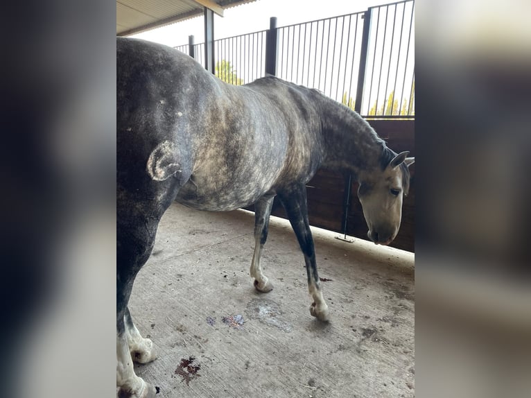 PRE Mare 8 years Gray in Jerez De La Frontera