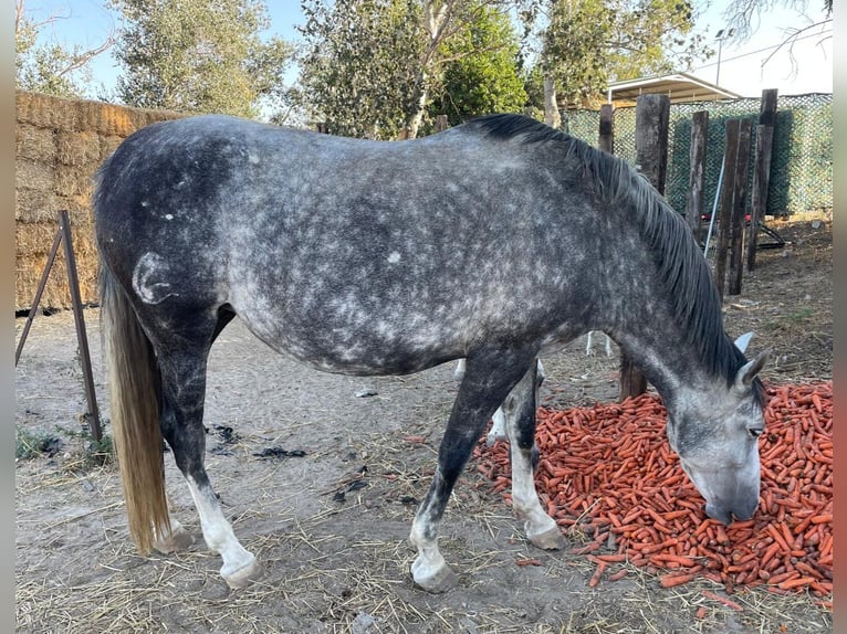 PRE Mare 8 years Gray in Jerez De La Frontera