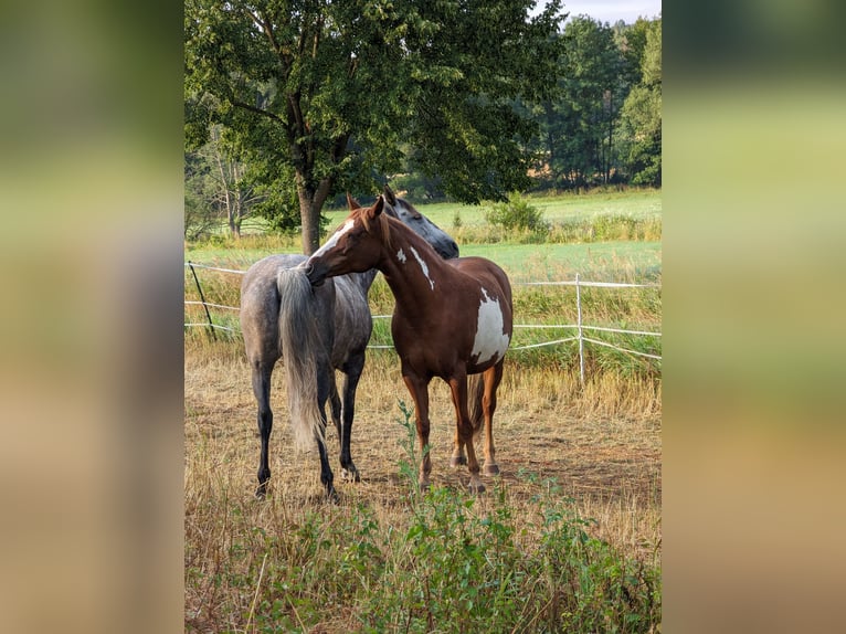 PRE Mix Mare 8 years Gray-Dapple in Haßfurt