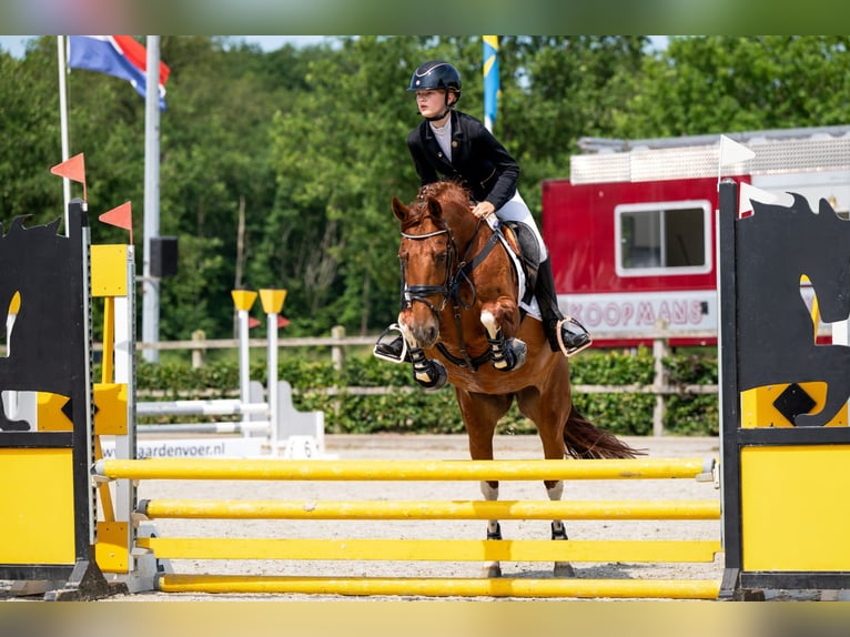 PRE Mare 9 years 14.2 hh Chestnut-Red in Pesse