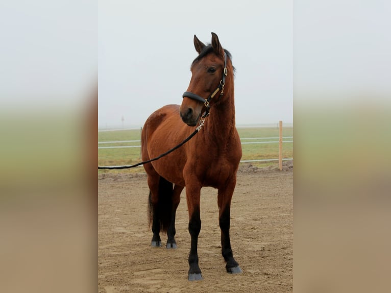 PRE Mare 9 years 15.1 hh Brown in Straßwalchen