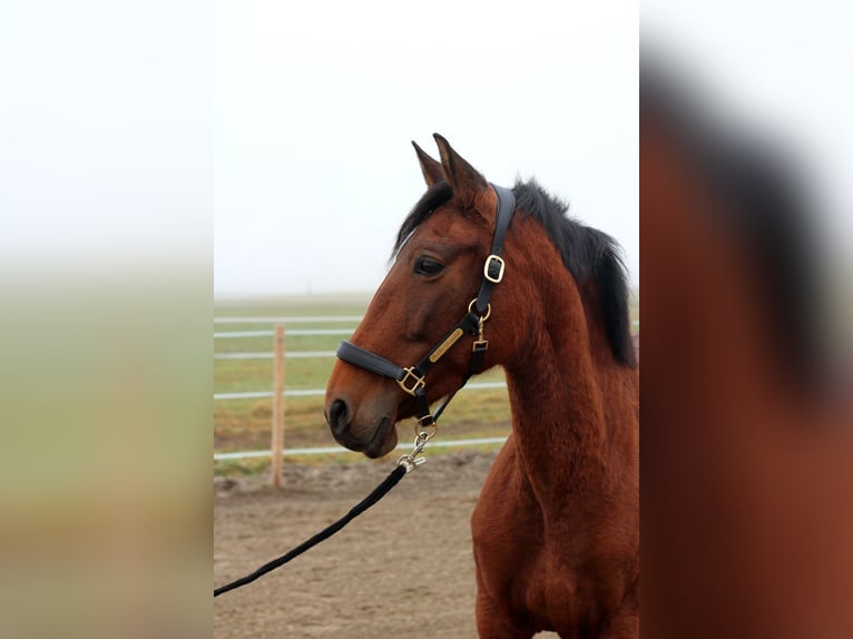 PRE Mare 9 years 15.1 hh Brown in Straßwalchen