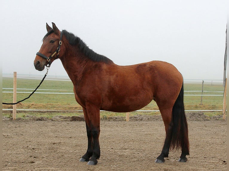 PRE Mare 9 years 15.1 hh Brown in Straßwalchen