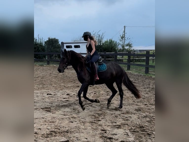 PRE Mix Mare 9 years 15,1 hh Brown in Daleiden