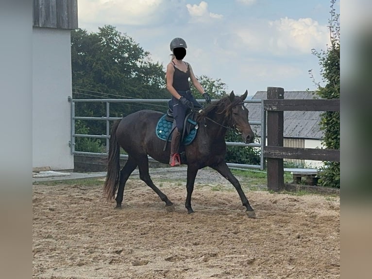 PRE Mix Mare 9 years 15,1 hh Brown in Daleiden