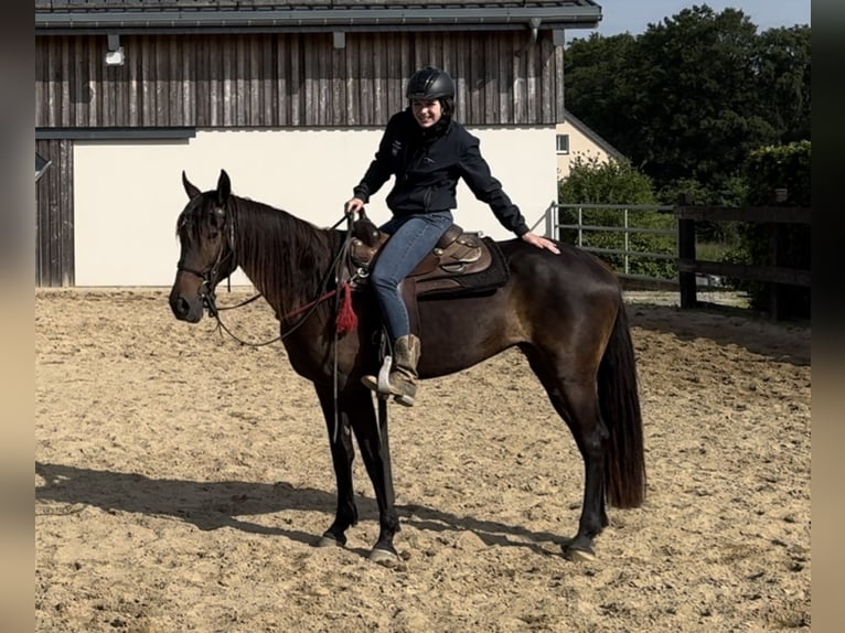 PRE Mix Mare 9 years 15,1 hh Brown in Daleiden