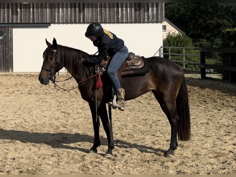 PRE Mix Mare 9 years 15,1 hh Brown in Daleiden