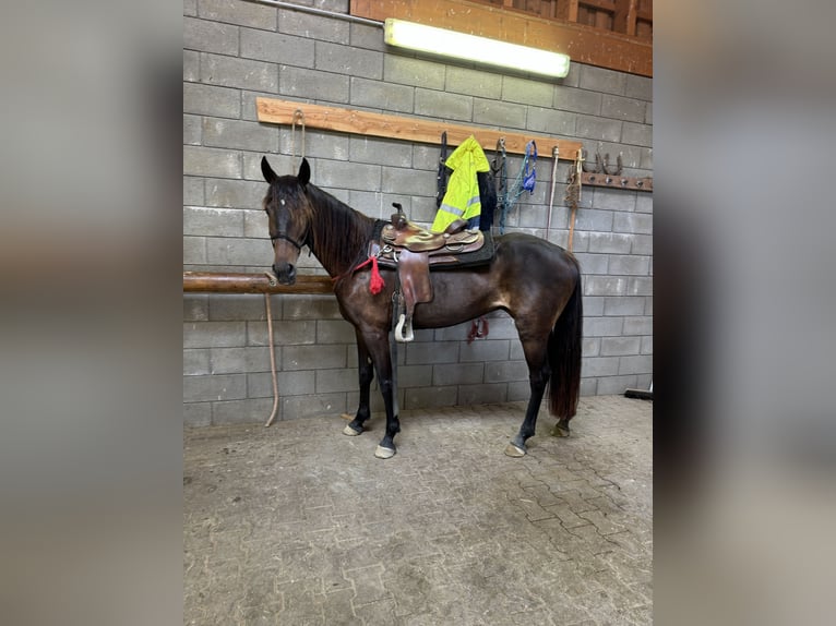 PRE Mix Mare 9 years 15,1 hh Brown in Daleiden