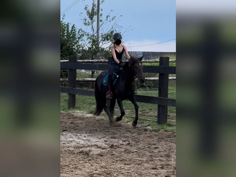 PRE Mix Mare 9 years 15,1 hh Brown in Daleiden