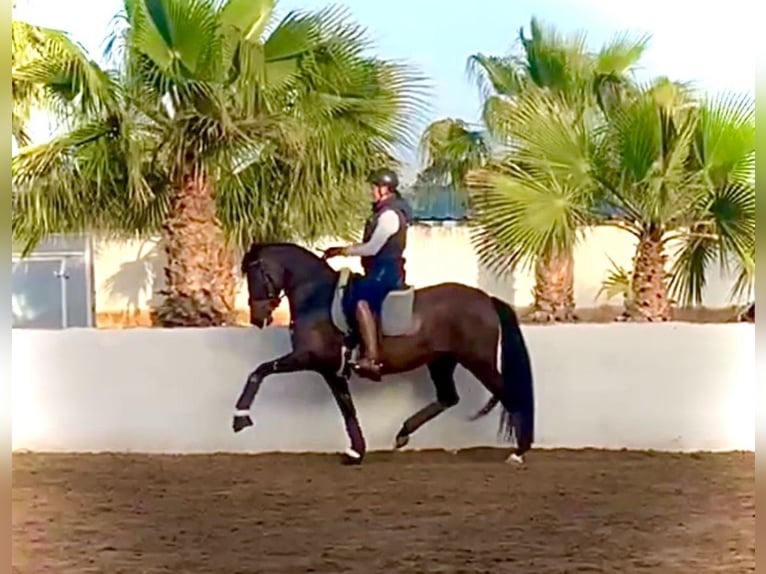 PRE Mare 9 years 15,2 hh Bay-Dark in Almafra (Zona)