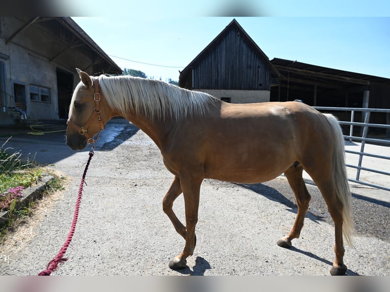 PRE Mare 9 years 15.3 hh Palomino in Klettgau
