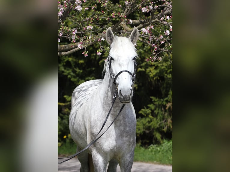 PRE Mare 9 years 15 hh  in Laichingen Suppingen