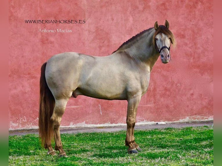 PRE Mare 9 years 15,1 hh Bay-Dark in Leinburg