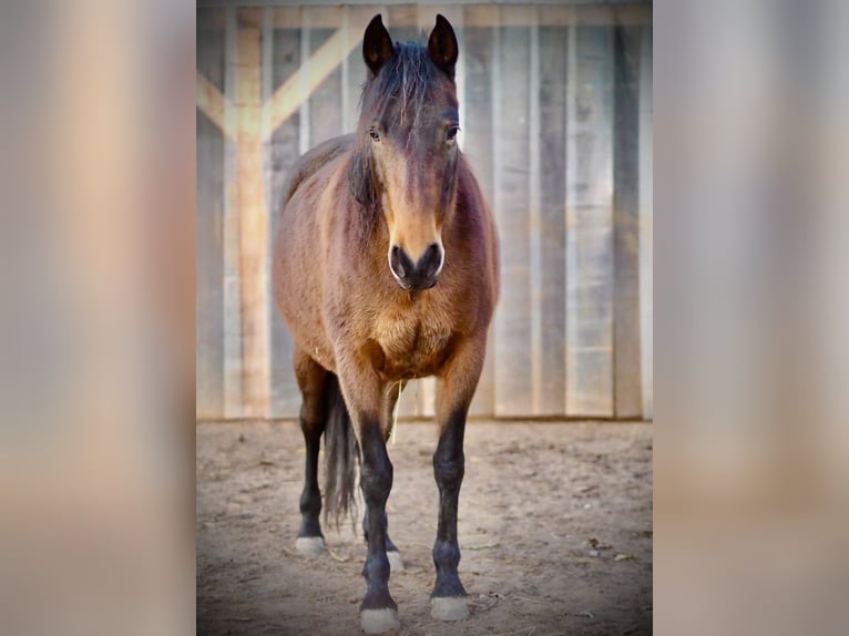 PRE Mare 9 years 15,1 hh Bay-Dark in Leinburg