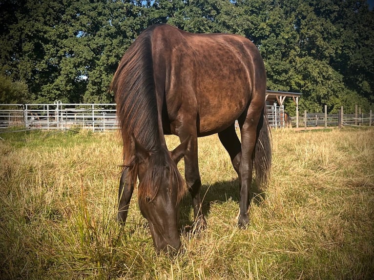 PRE Mare 9 years 15,1 hh Bay-Dark in Leinburg