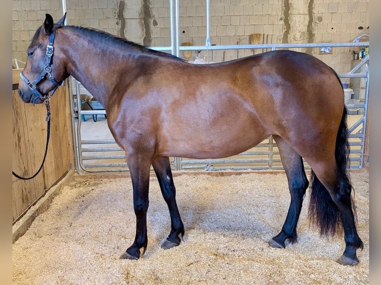 PRE Mare 9 years 15,1 hh Bay-Dark in Leinburg