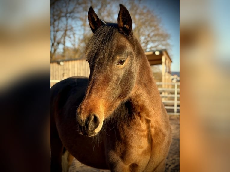 PRE Mare 9 years 15,1 hh Bay-Dark in Leinburg