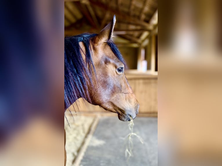 PRE Mare 9 years 15,1 hh Bay-Dark in Leinburg