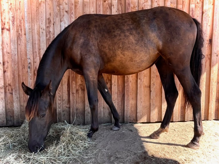 PRE Mare 9 years 15,1 hh Bay-Dark in Leinburg