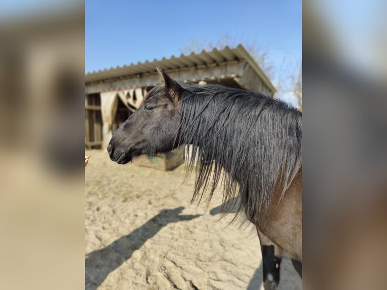 PRE Mix Mare 9 years 15,1 hh Black in Ober-M&#xF6;rlen