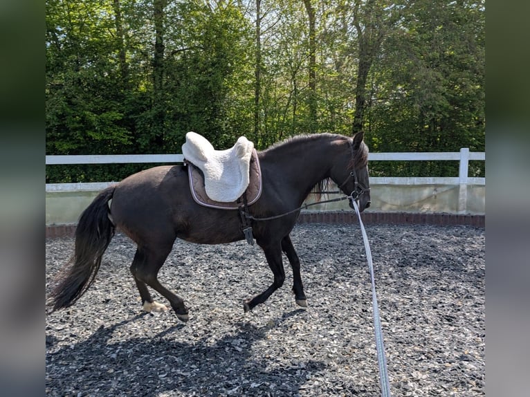 PRE Mix Mare 9 years 15,1 hh Black in Ober-M&#xF6;rlen