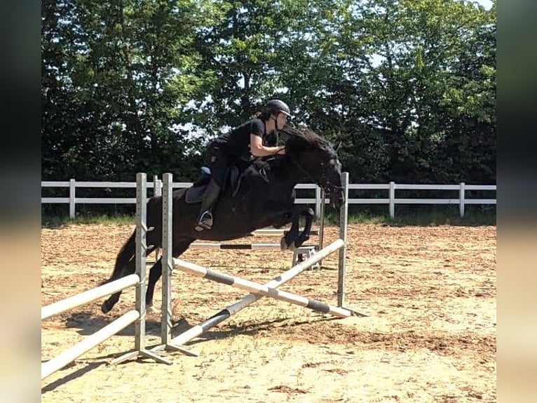 PRE Mix Mare 9 years 15,1 hh Black in Ober-M&#xF6;rlen