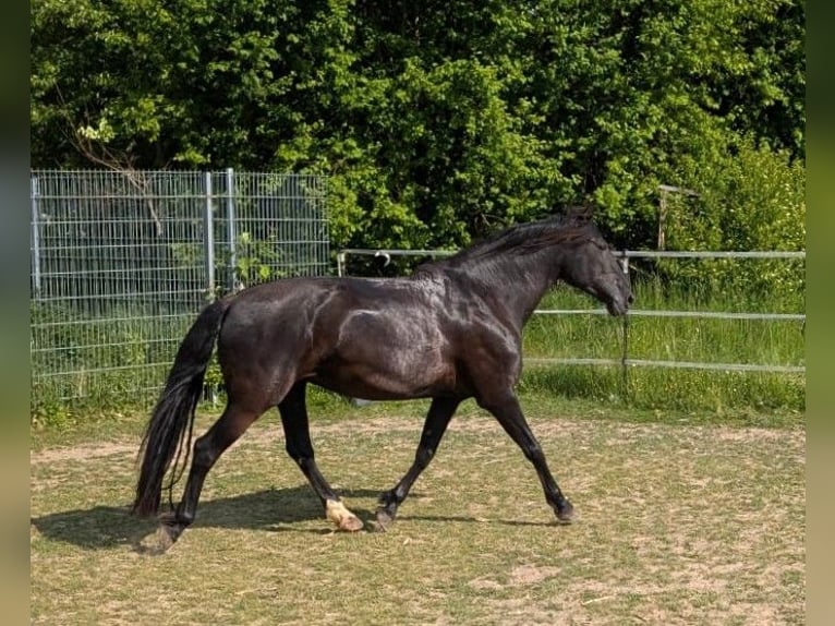 PRE Mix Mare 9 years 15,1 hh Black in Ober-M&#xF6;rlen