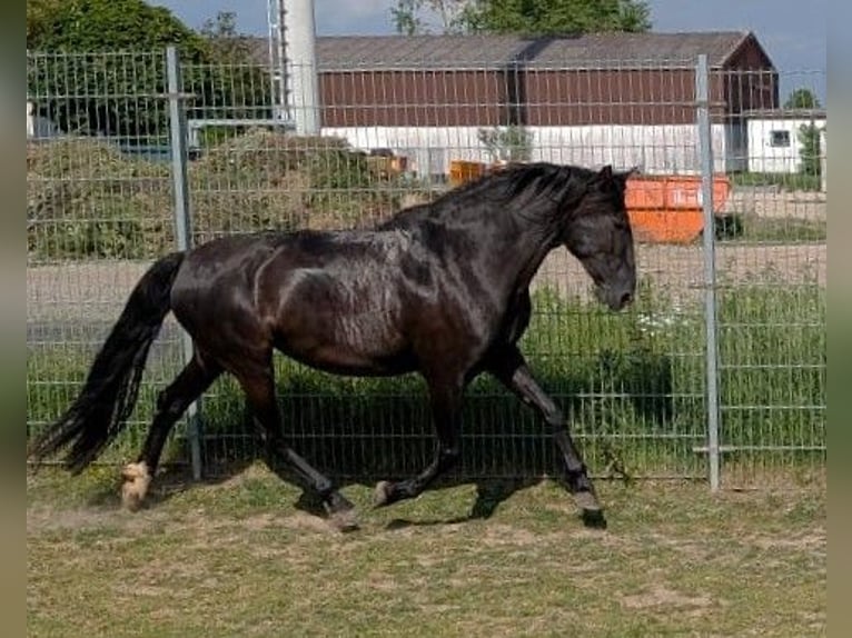 PRE Mix Mare 9 years 15,1 hh Black in Ober-M&#xF6;rlen