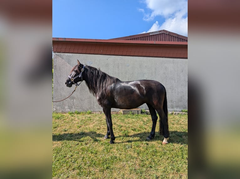 PRE Mix Mare 9 years 15,1 hh Black in Ober-M&#xF6;rlen