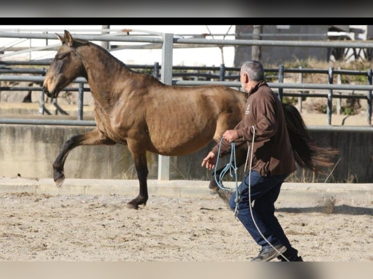 PRE Mare 9 years 15,1 hh in Colonia Rosal, La (Berga)
