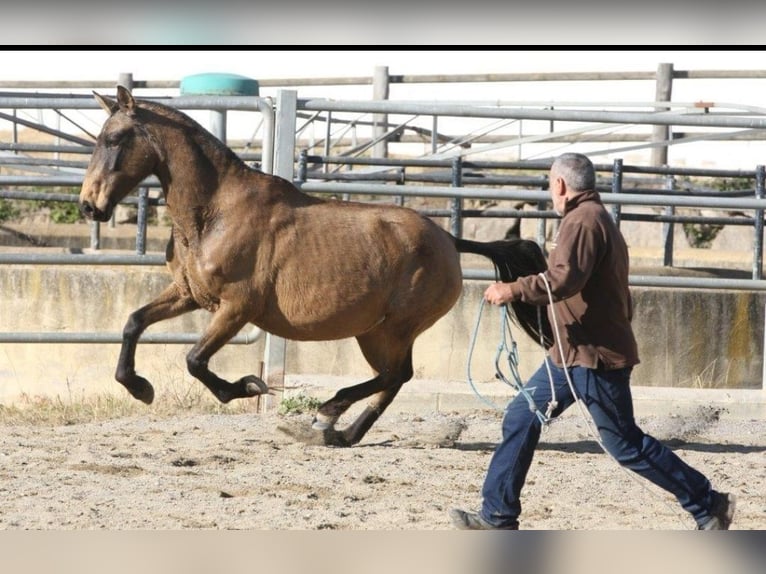PRE Mare 9 years 15,1 hh in Colonia Rosal, La (Berga)