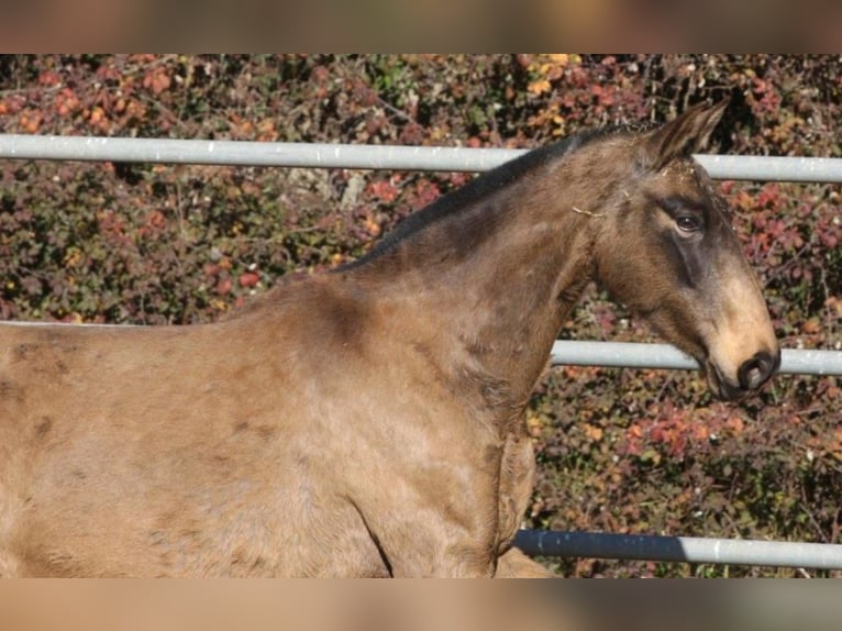 PRE Mix Mare 9 years 15,1 hh Buckskin in Colonia Rosal, La (Berga)