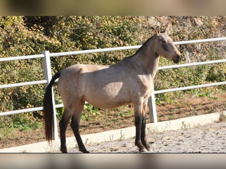 PRE Mix Mare 9 years 15,1 hh Buckskin in OLVAN