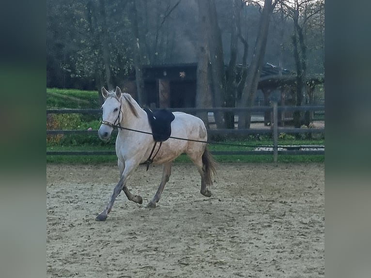 PRE Mix Mare 9 years 15,1 hh Gray in Hümmel