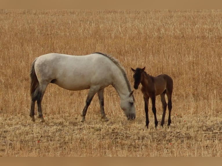 PRE Mix Mare 9 years 15,1 hh Gray in Hümmel