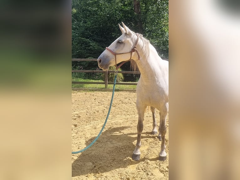 PRE Mix Mare 9 years 15,1 hh Gray in Hümmel