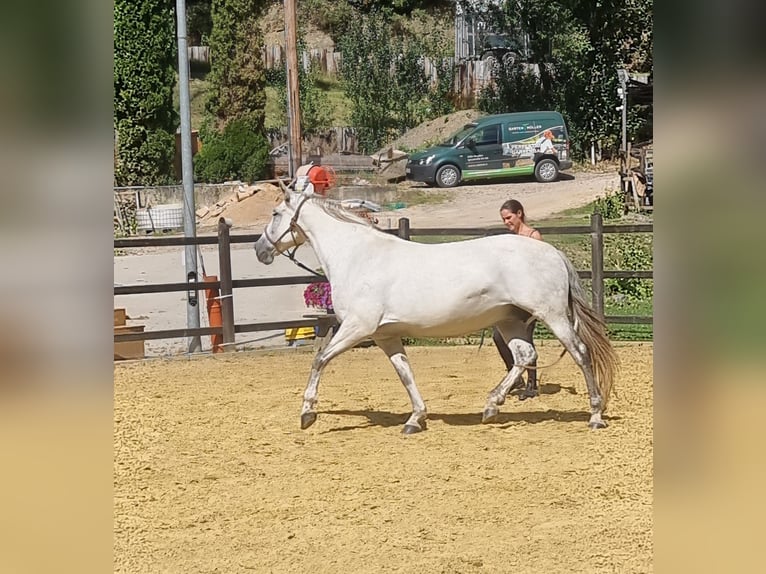 PRE Mix Mare 9 years 15,1 hh Gray in Hümmel