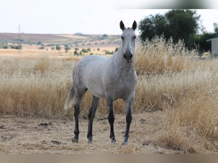 PRE Mix Mare 9 years 15,1 hh Gray in Hümmel