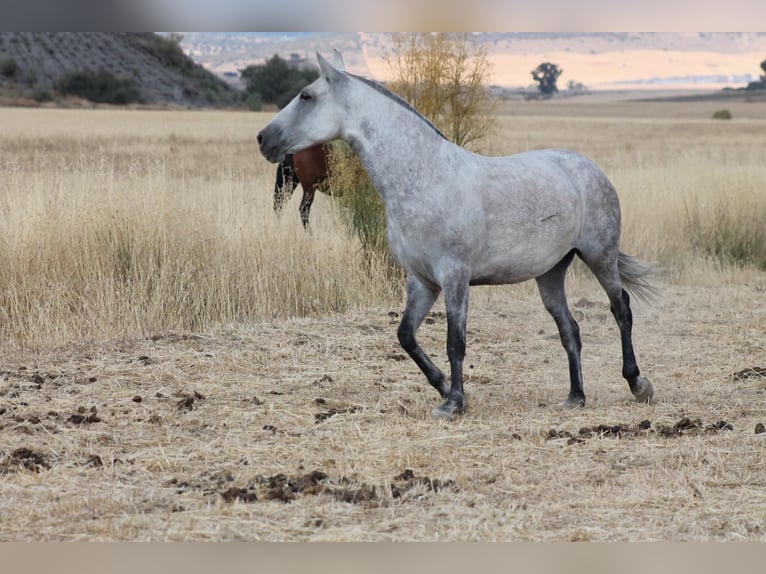 PRE Mix Mare 9 years 15,1 hh Gray in Hümmel