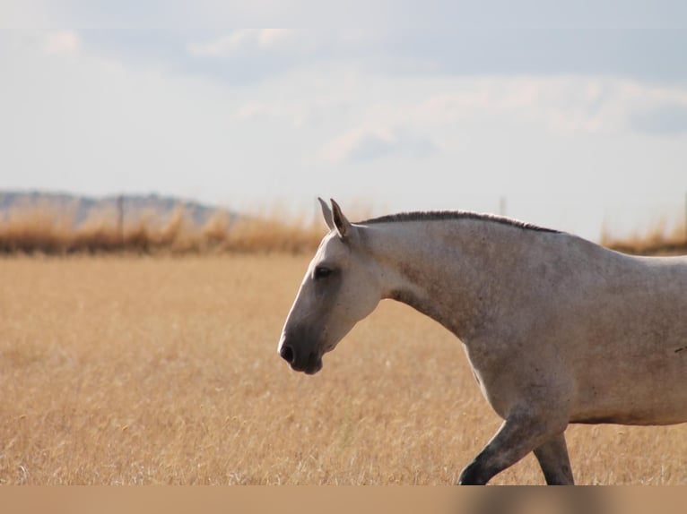 PRE Mare 9 years 15,1 hh Grey in H&#xFC;mmel