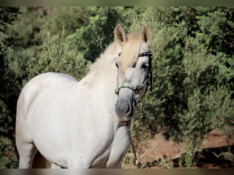 PRE Mix Mare 9 years 15,2 hh Grey in Valencia