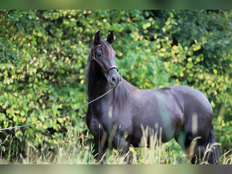 PRE Mare 9 years 15,3 hh Black in Kefermarkt