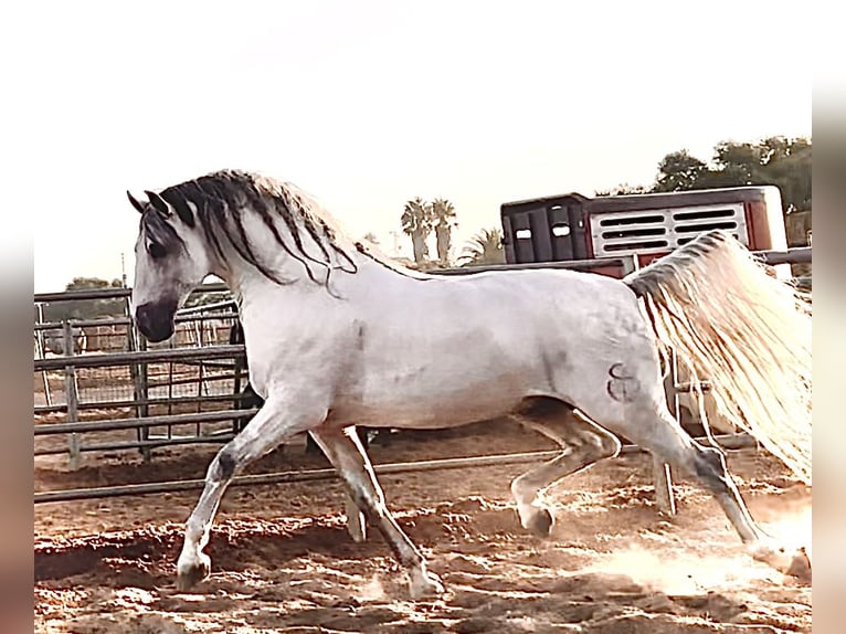 PRE Mare 9 years 16,1 hh Gray in Cadiz