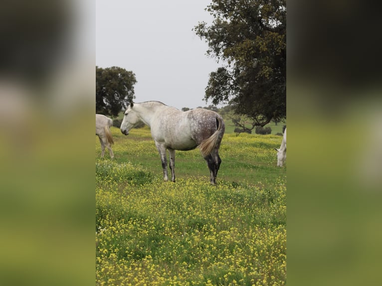 PRE Mare 9 years 16.1 hh Grey-Dapple in Sevilla