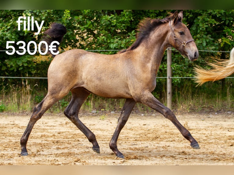 PRE Mare 9 years 16,1 hh Grey in skanderborg