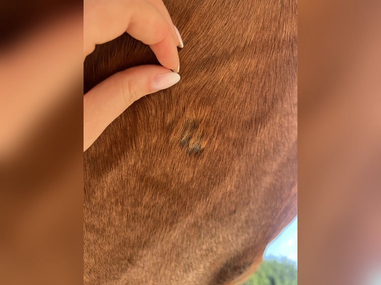 PRE Mare 9 years 16.2 hh Brown in Gengenbach