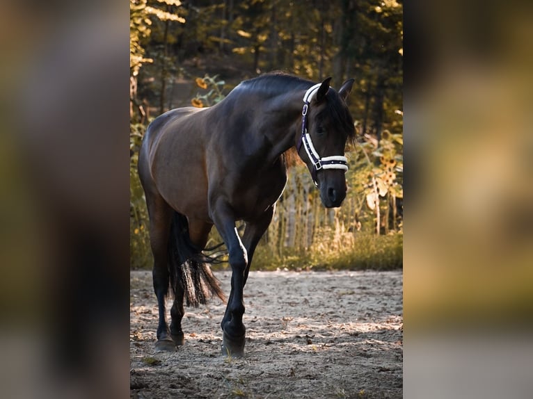 PRE Mare 9 years 16.2 hh Brown in Gengenbach