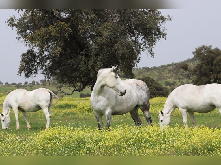 PRE Mare 9 years 16.3 hh Grey in Fuente Obejuna