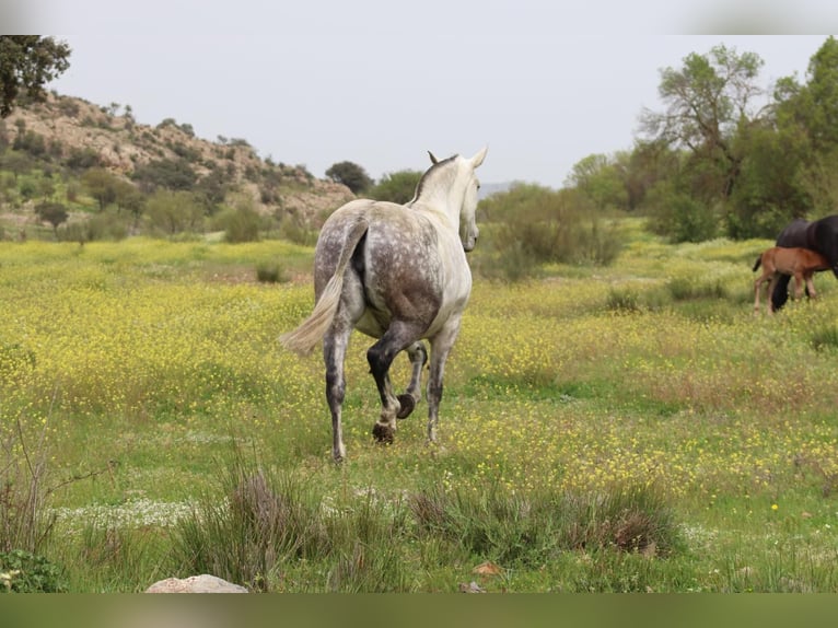 PRE Mare 9 years 16.3 hh Grey in Fuente Obejuna